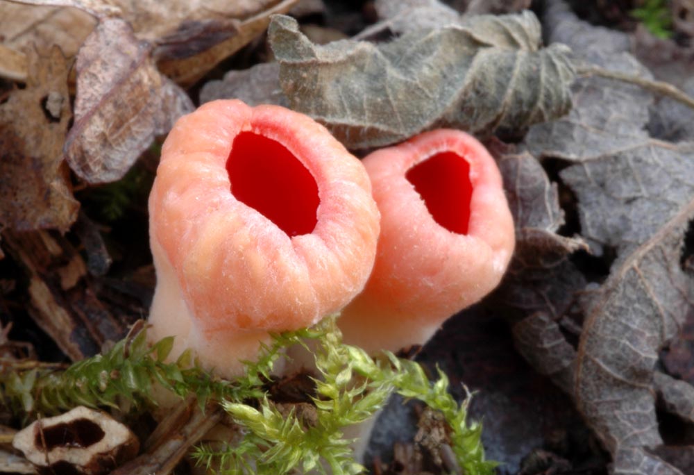 0001a-Ohnivec_arlatov-Sarcoscypha_coccinea-av.jpg