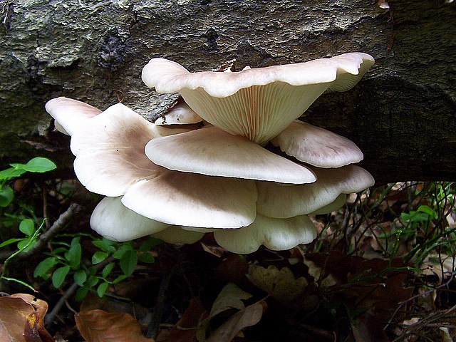 100_3031hliva.jpg