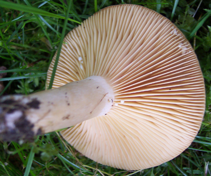 100_3368w.jpg