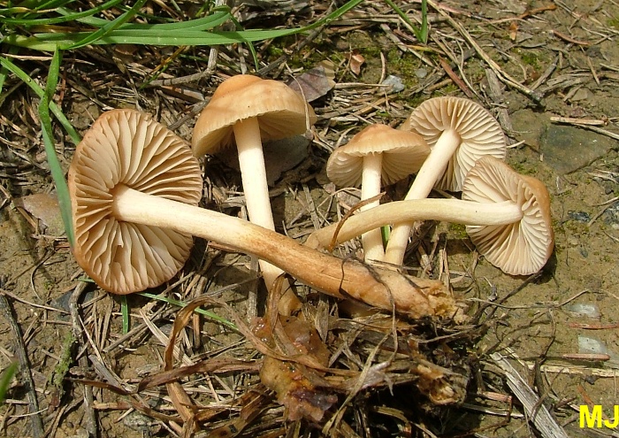 pika obecn-Marasmius oreades2.jpg