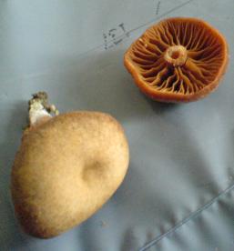 A klobouk.jpg