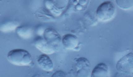akanumabeni-sp.jpg