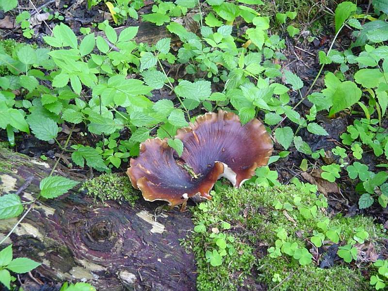 ChoroMnliv1.jpg