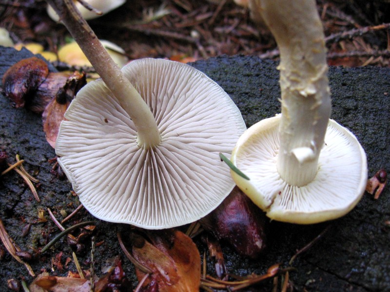 Snmek 034.jpg