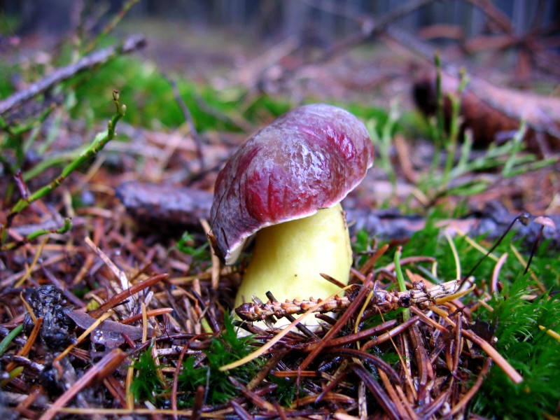 Snmek 068.jpg