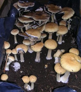 - 011.jpg