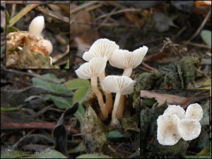 -Penzovka hlznat - Collybia tuberosa.jpg