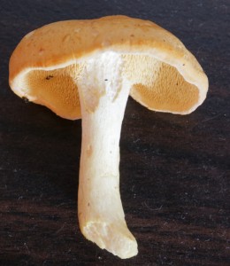 003.jpg