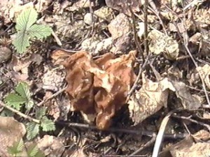 05-04-19 Ucháč 1.jpg