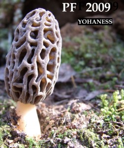 070104pf.JPG