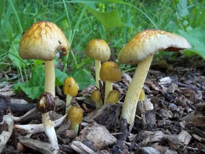 100_1590.JPG