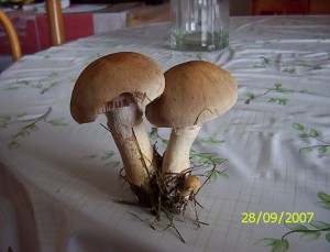 100_2764.JPG