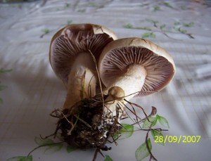 100_2765.JPG