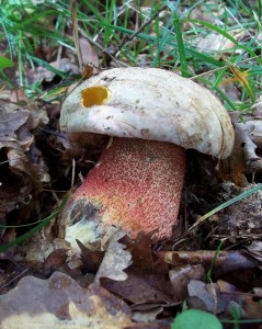 100_2926.JPG