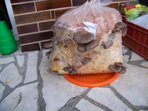 100_5574.jpg