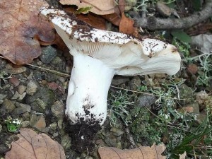 100_6940.JPG