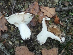 100_6945.JPG