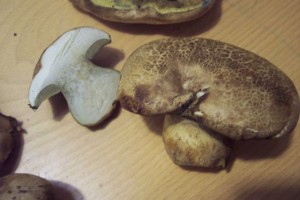 100_7060.JPG