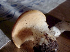 100_7641.JPG