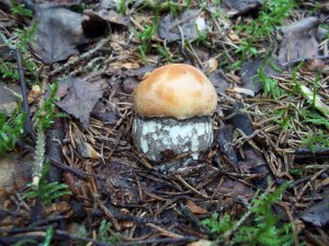 100_8219.jpg