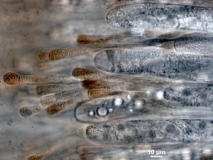 100x-4.jpg