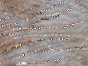 100x-b--4.jpg