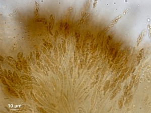 100x-b--7.jpg
