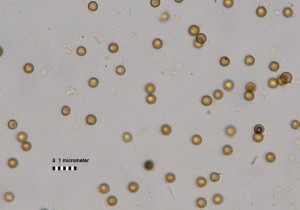 100x_spores.jpg