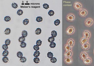 100xCB-Spores.jpg