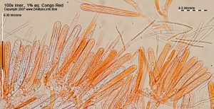 100xCR-Hymenium.jpg