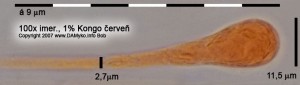 100xCR-ParafyzaTip-1.jpg