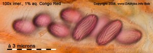 100xCR-Spores-01.jpg