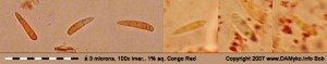 100xCR-Spores.jpg