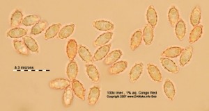 100xCR-Spores.jpg
