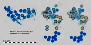 100xLPCB-Spores-4.jpg