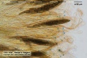 100xMR-Hymenium-8.jpg