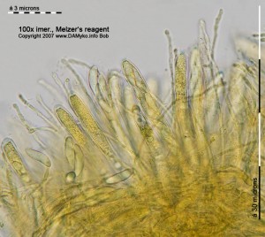 100xMR-Hymenium.jpg