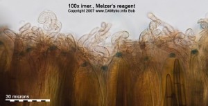 100xMR-Hymenium.jpg