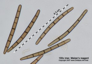 100xMR-Spores-7.jpg