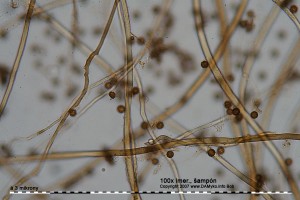 100xSampon-Kapilicium1.jpg
