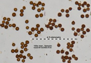 100xSampon-Spores1.jpg