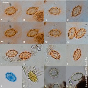 100xSpores-1.jpg