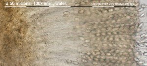 100xVoda-Hymenium.jpg