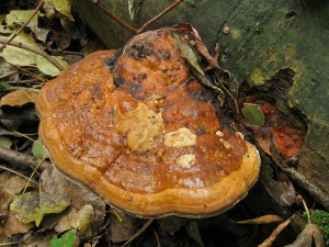 101014_09_Veseli nad Moravou.jpg