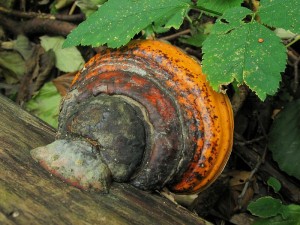 101014_15_Veseli nad Moravou.jpg