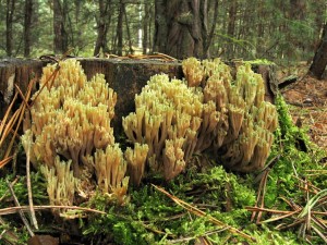 101024_Ramaria apiculata.jpg