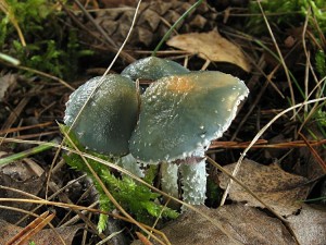 101024_Stropharia aeruginosa.jpg