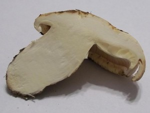 101_0081.JPG