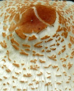 101_2755a.jpg