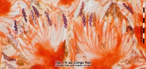 10xCR-Hymenium-01.jpg